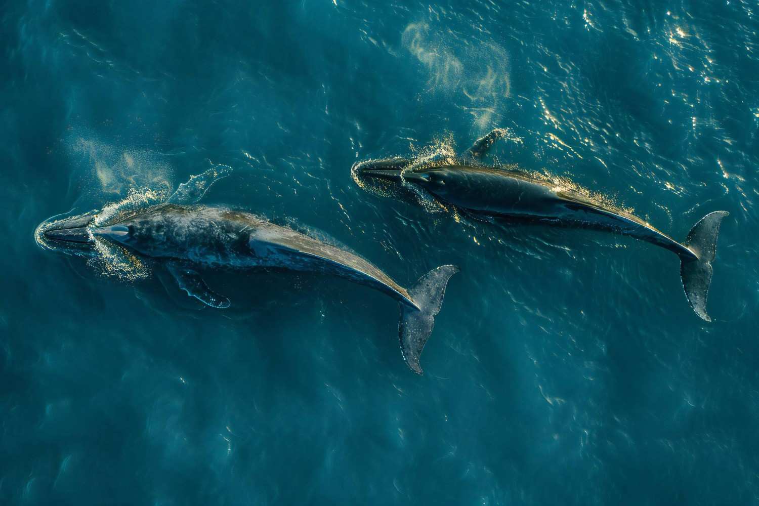 Aerial View Of The Humpback Whales In Ocean