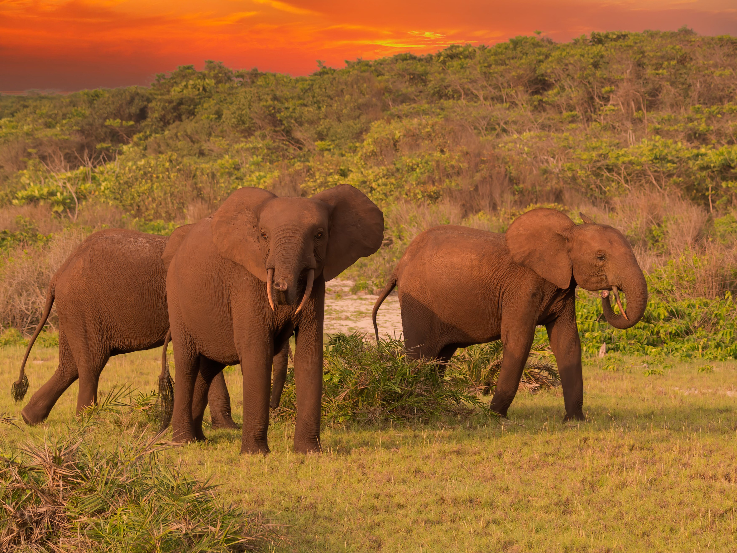 African Elephants In The Loango National Park