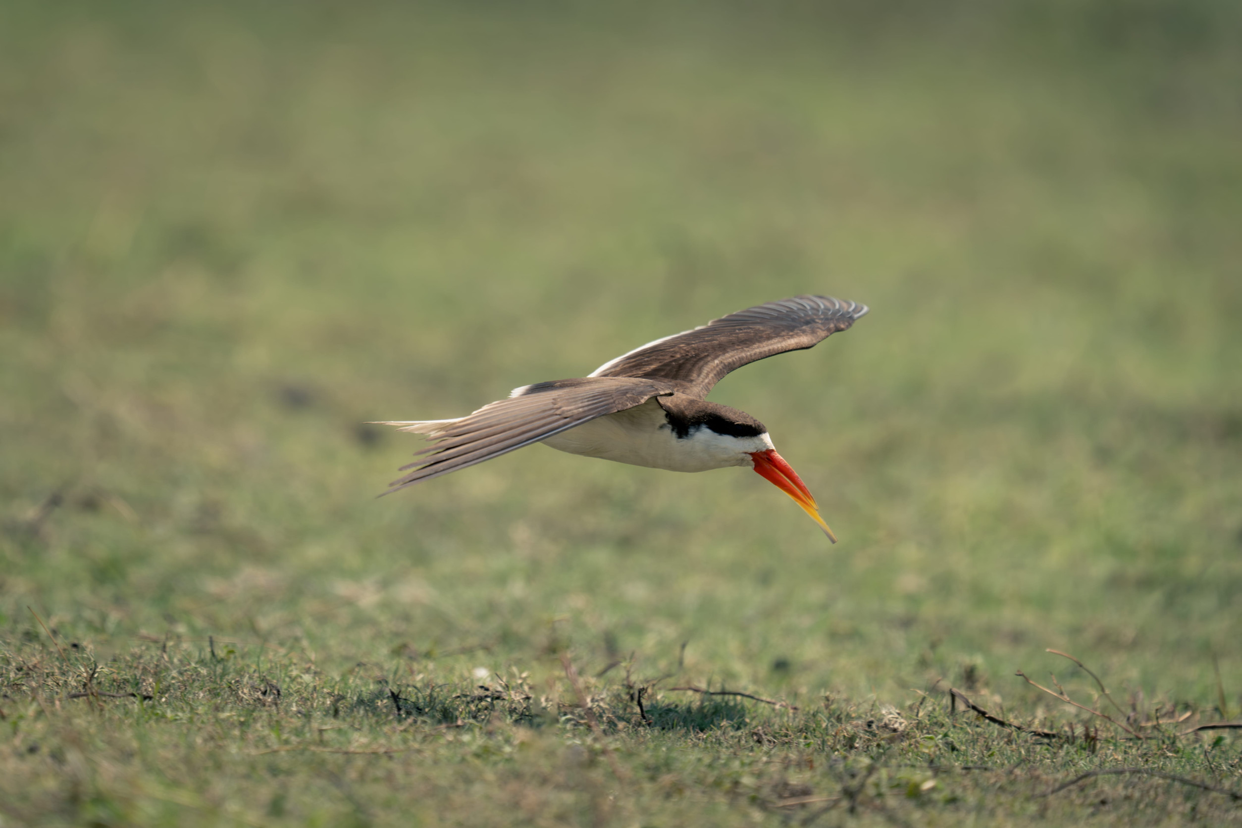 African Skimmer Gliding Over Grass