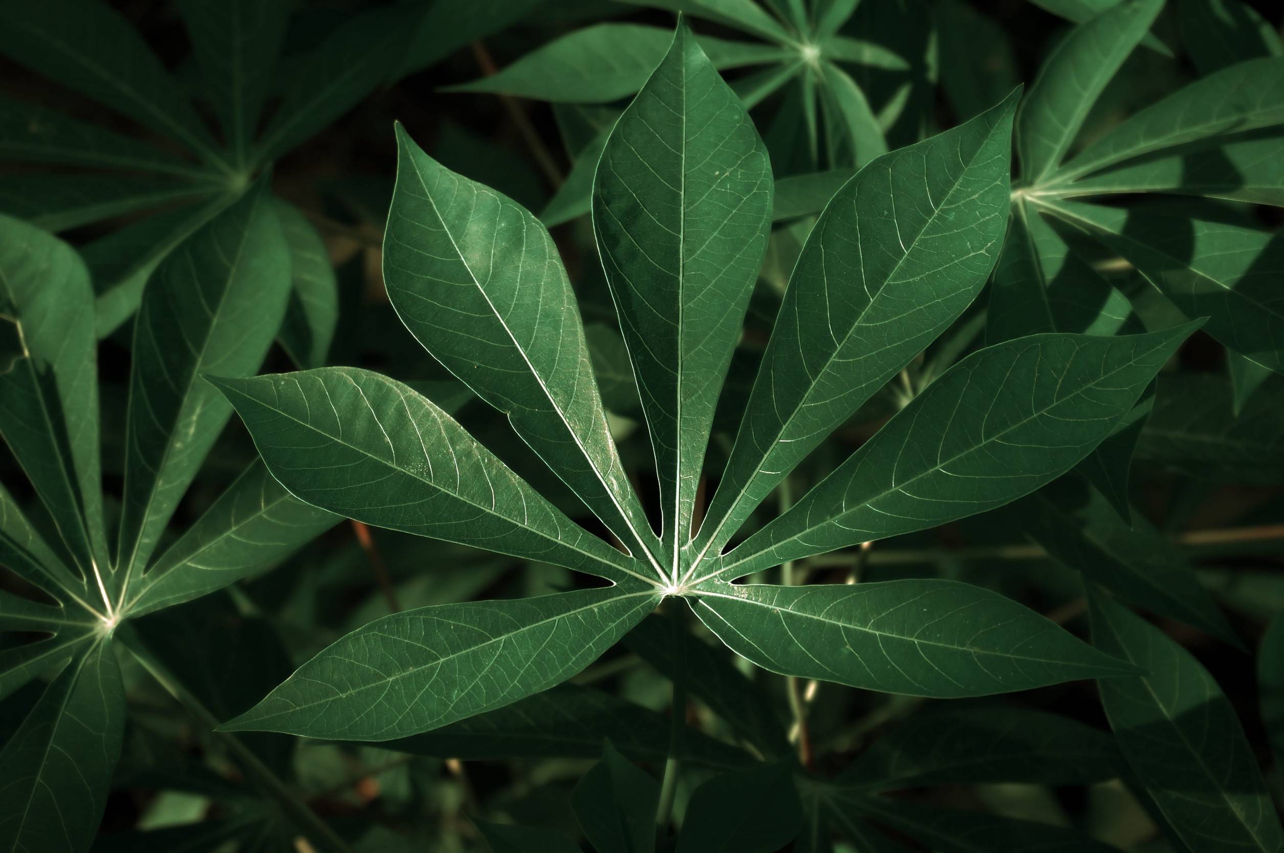 Cassava Leaves Found In The Wild