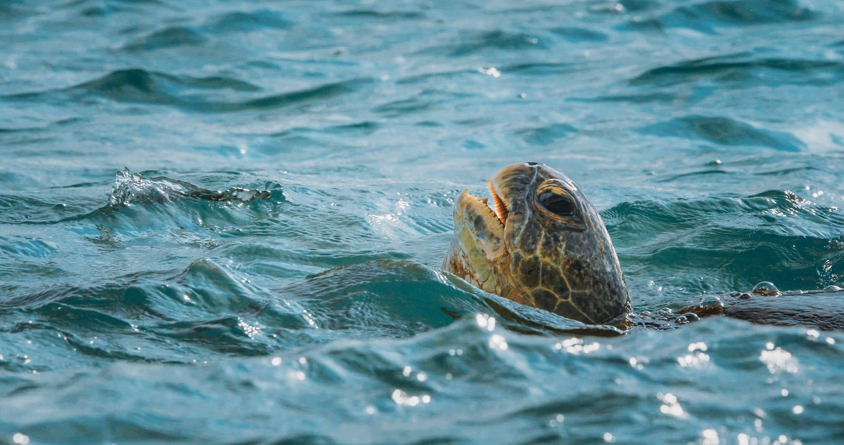 Close Up Of A Sea Turtle Swimming Gracefully In Clear Water