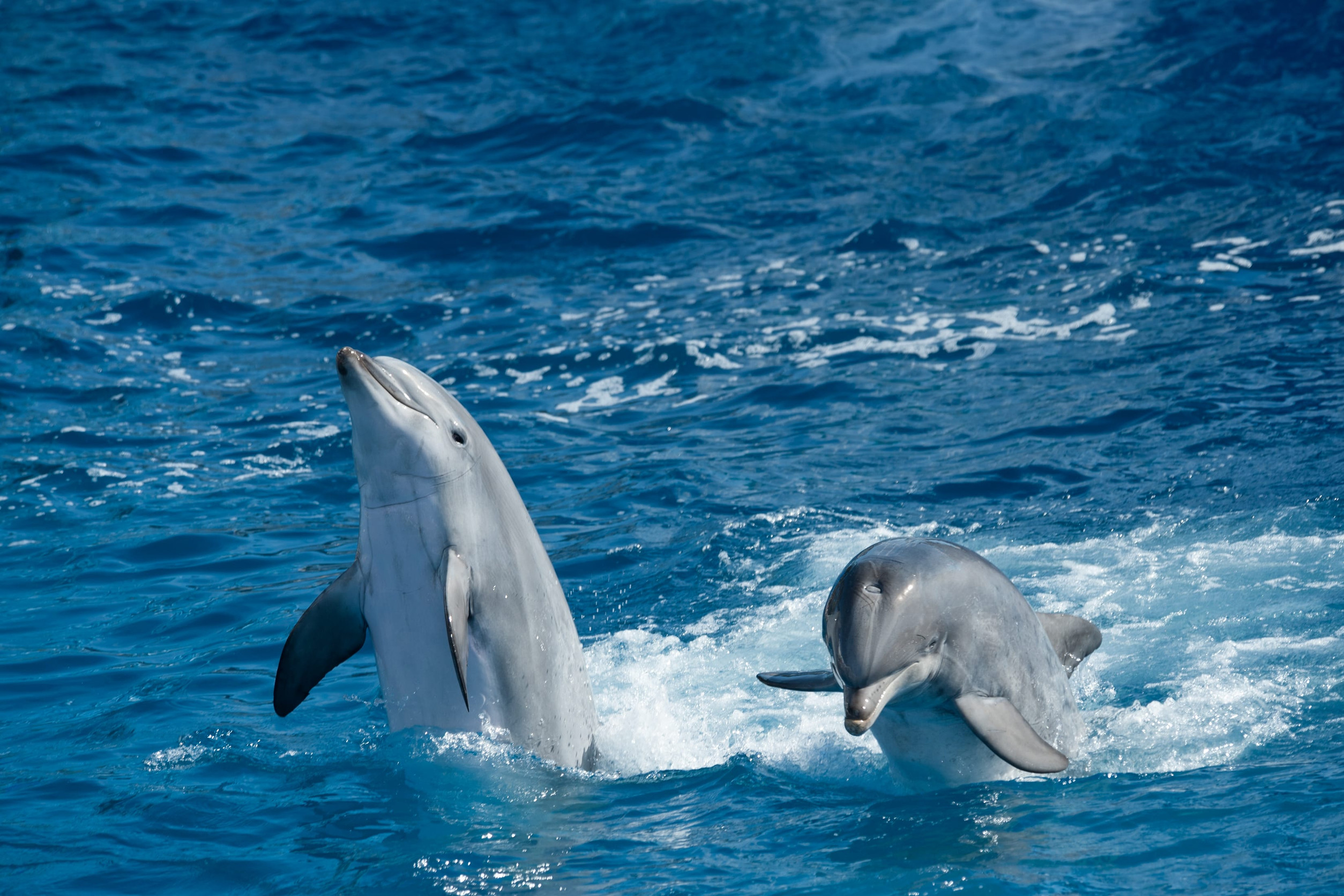 Dolphins Performance In Ocean Park
