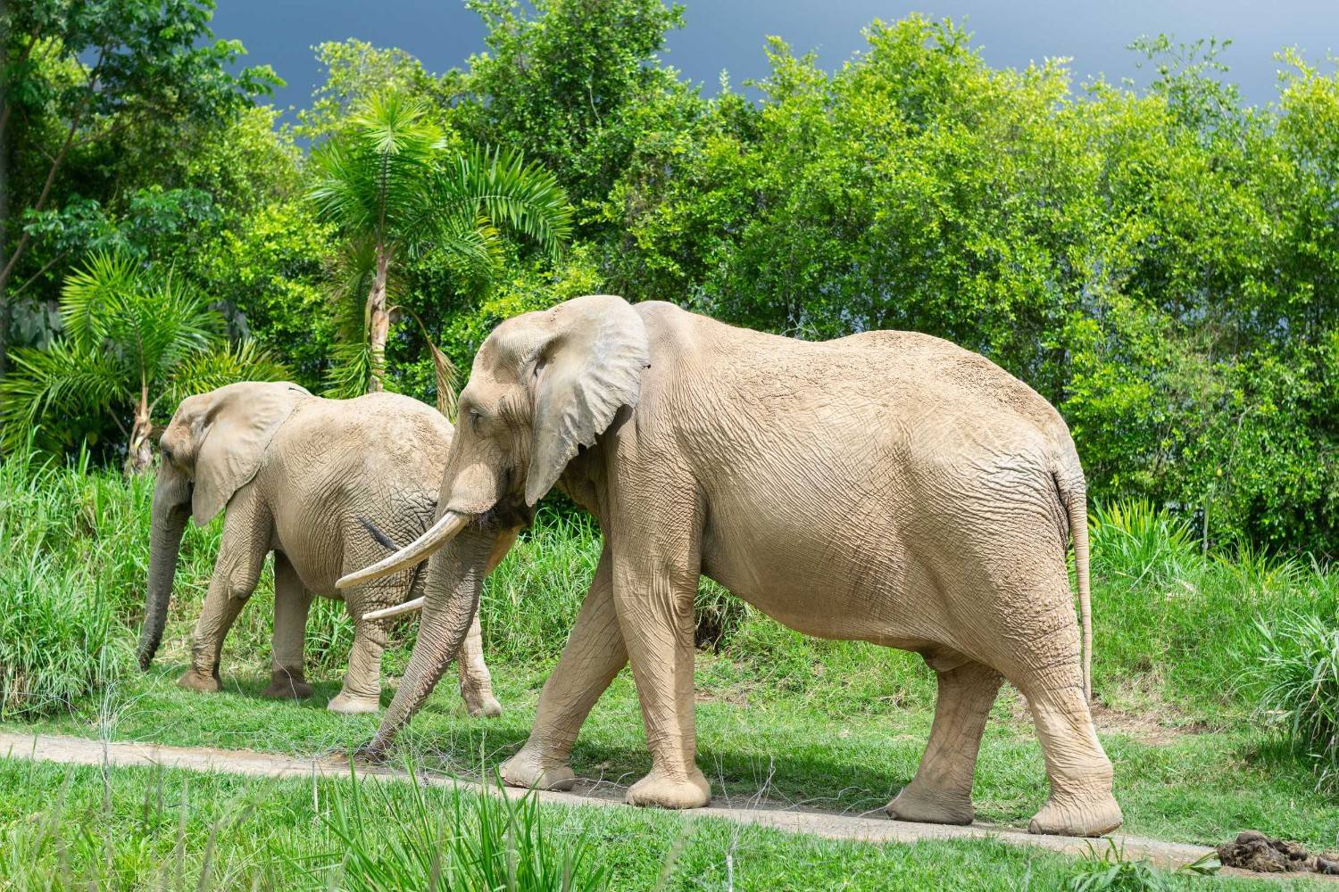 Family Of Elephants Walking In A Line