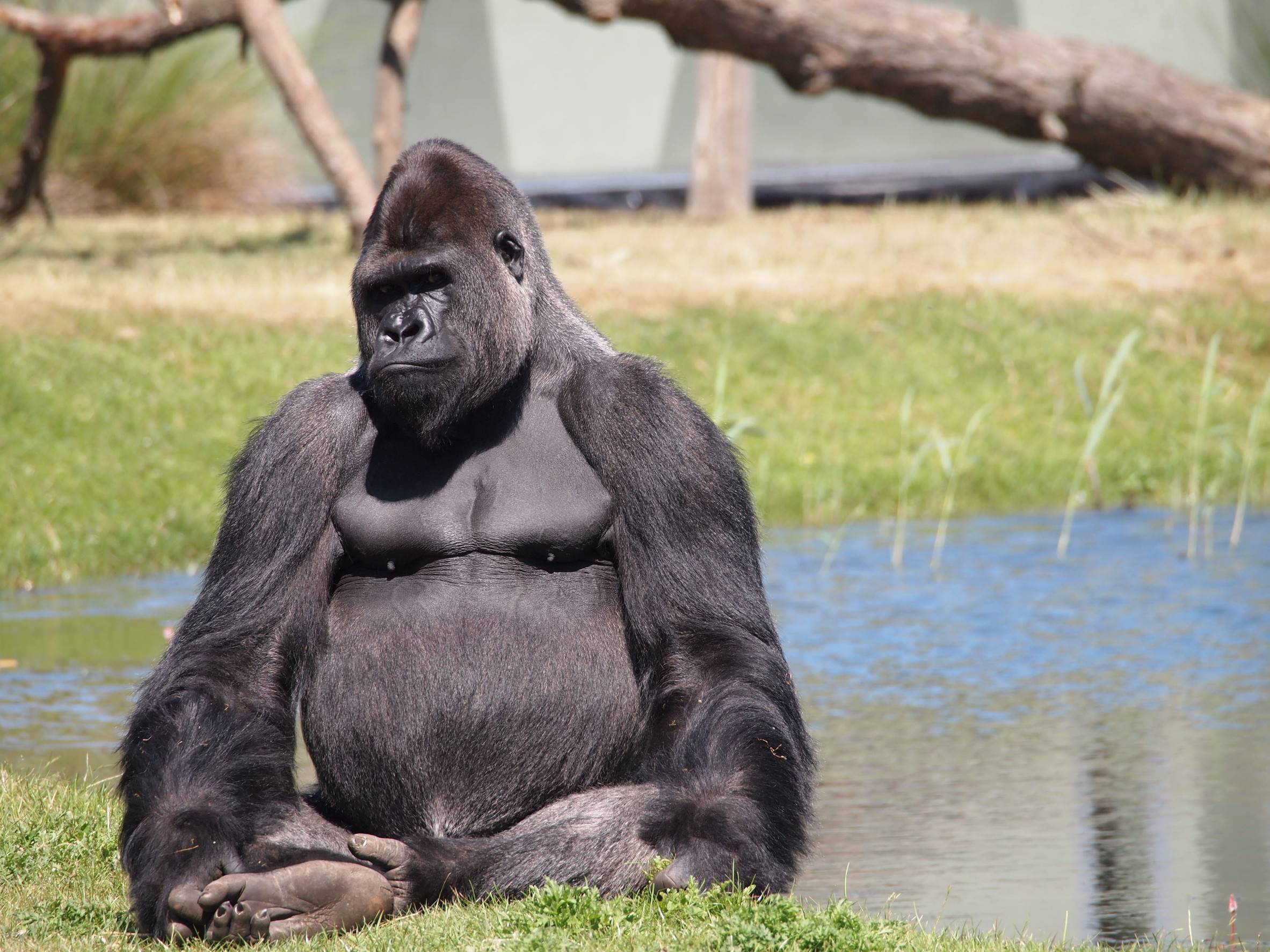 Gorilla In Lope National Park Gabon