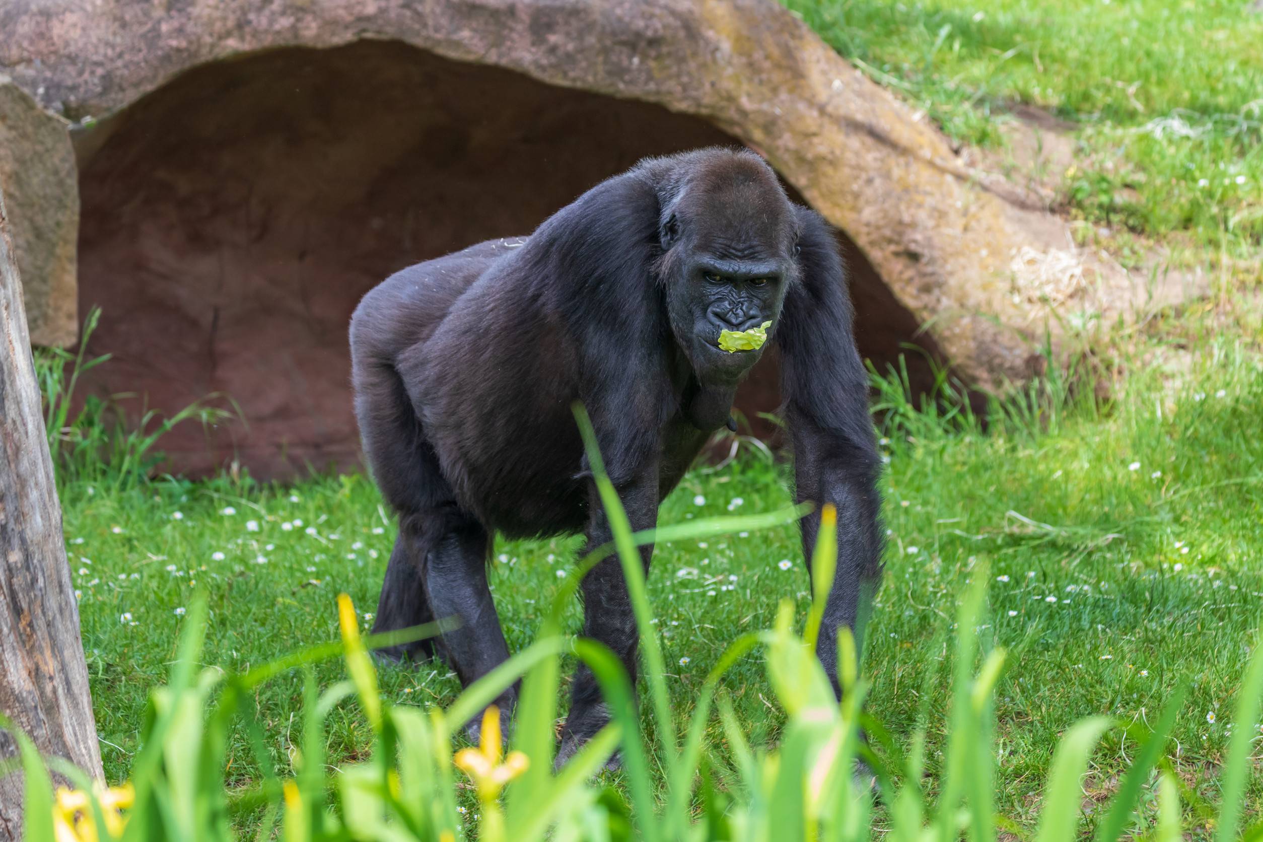 Gorilla Portrait Of An Adult Monkey In Its Natural Habitat Gorilla Portrait Of An Adult Monkey In Its Natural Habitat