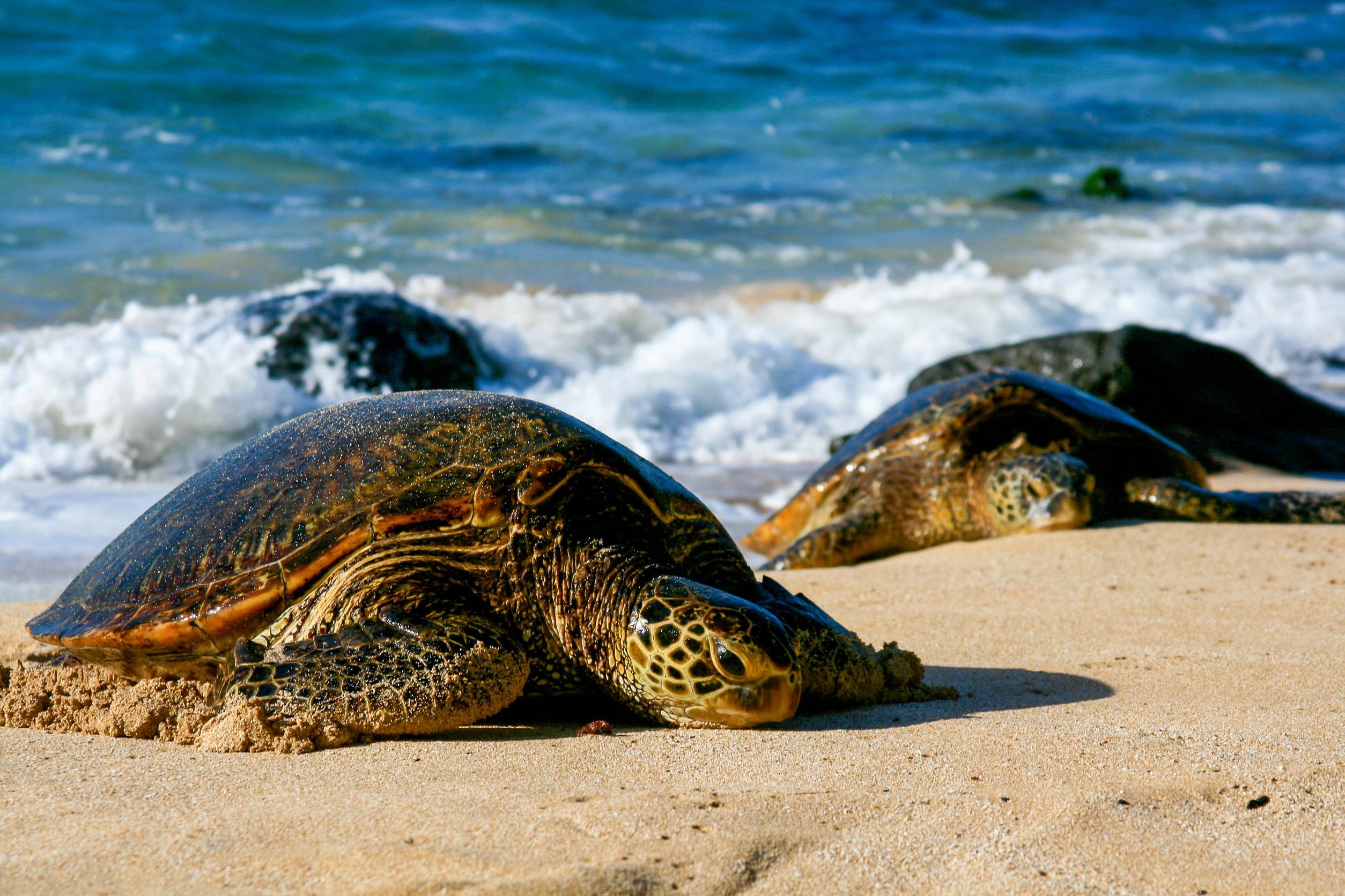 Green Sea Turtles On Beach