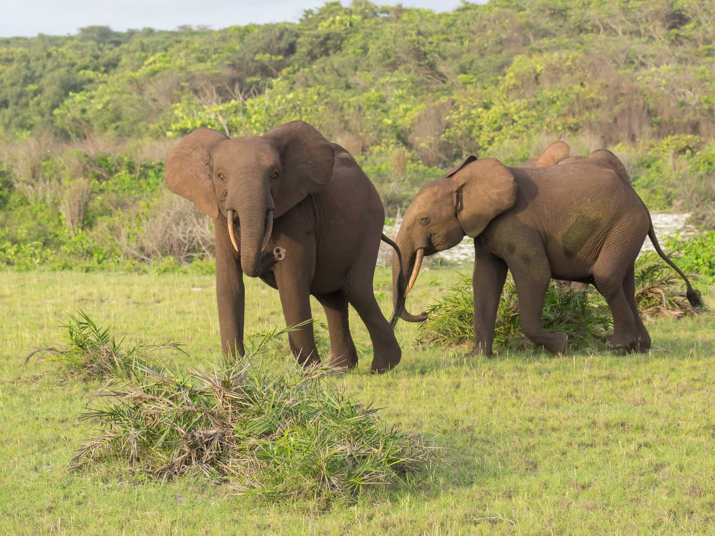 Group of elephants in Gabon Loango national park