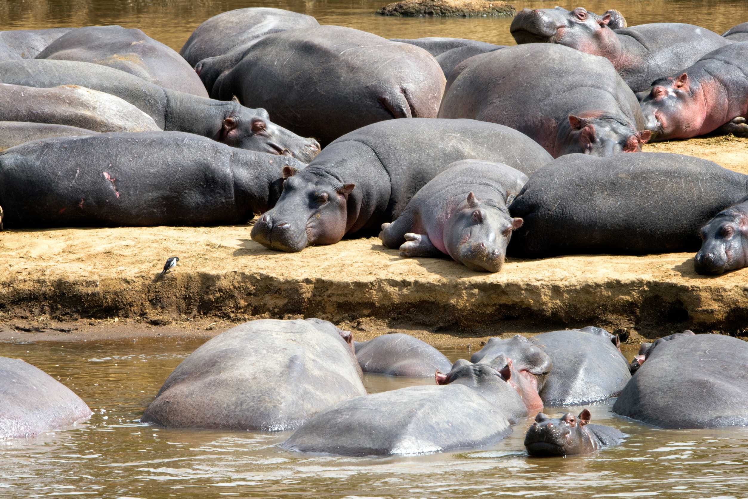 Group of hippos resting together