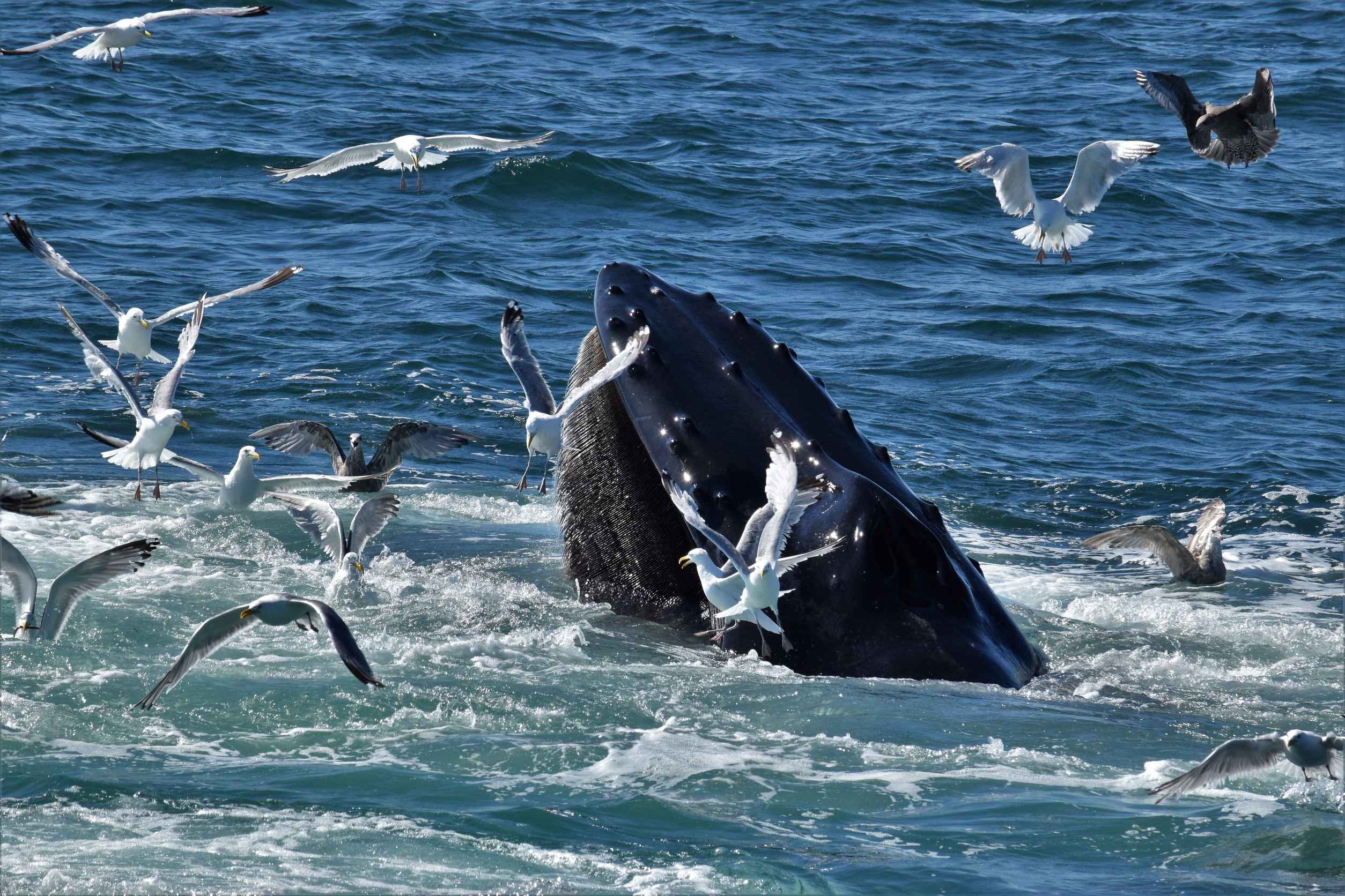Humpback Whale Feeding Behaviour