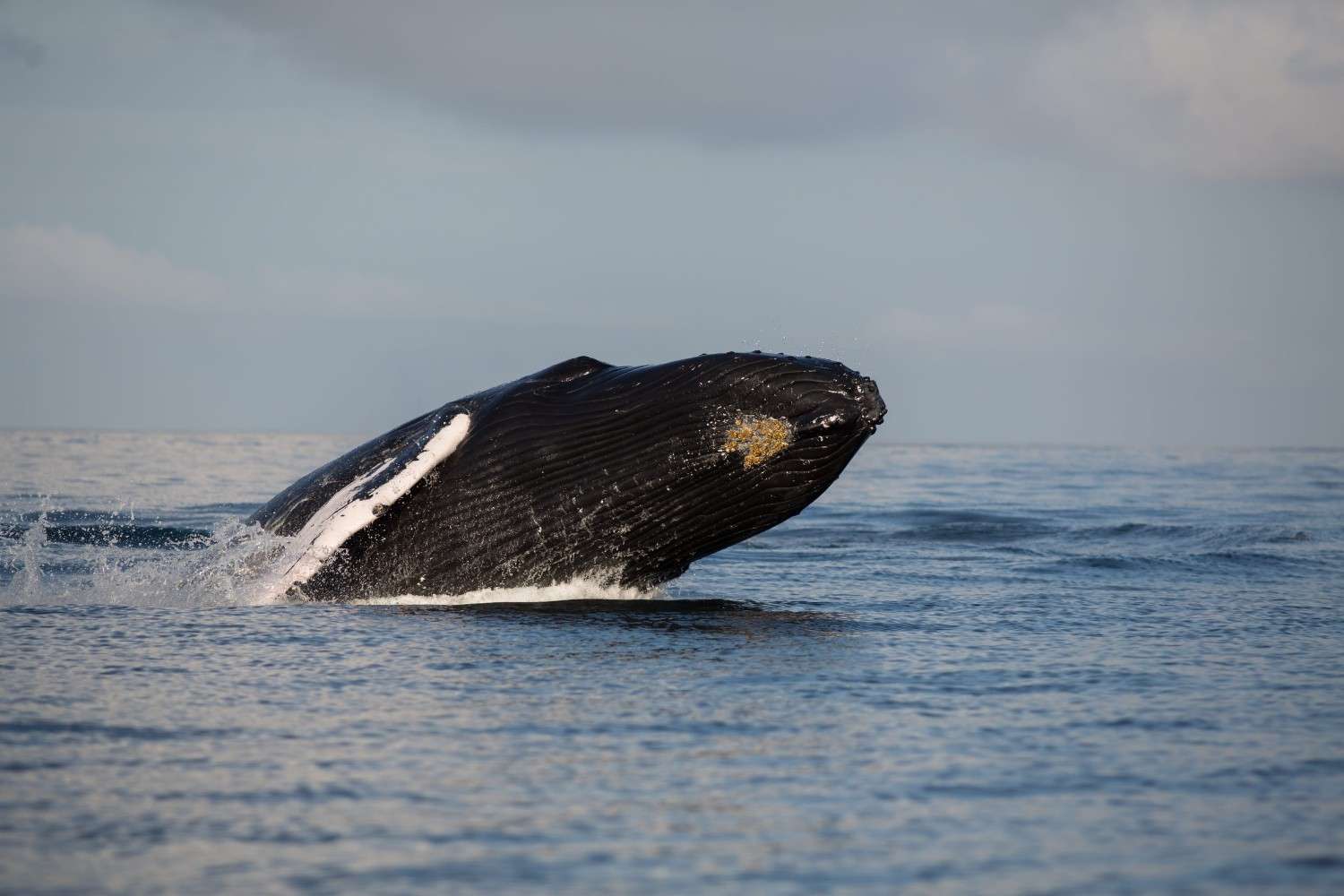 Humpback Whale Leaping Out Of The Sea