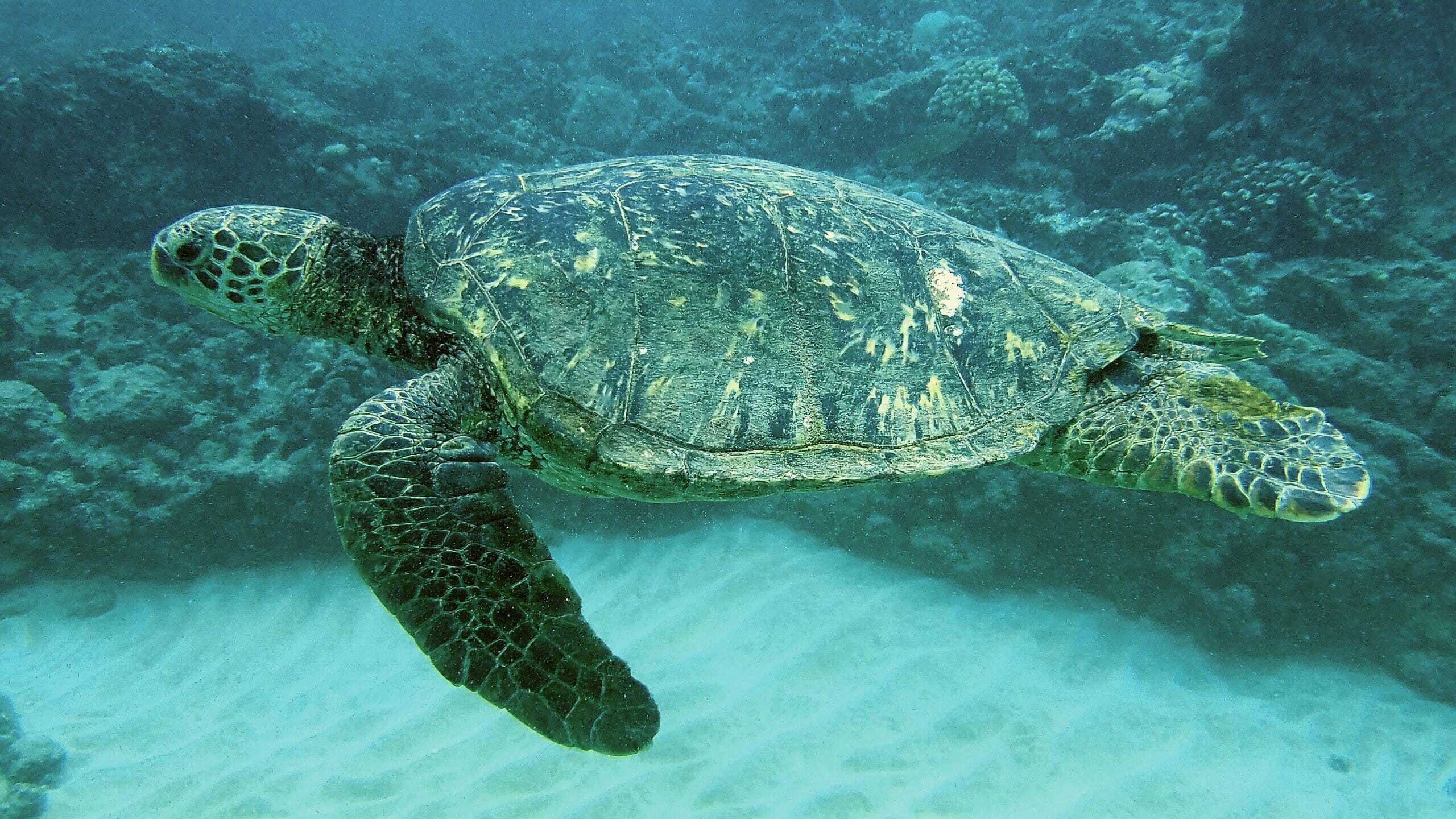 Leatherback Turtle