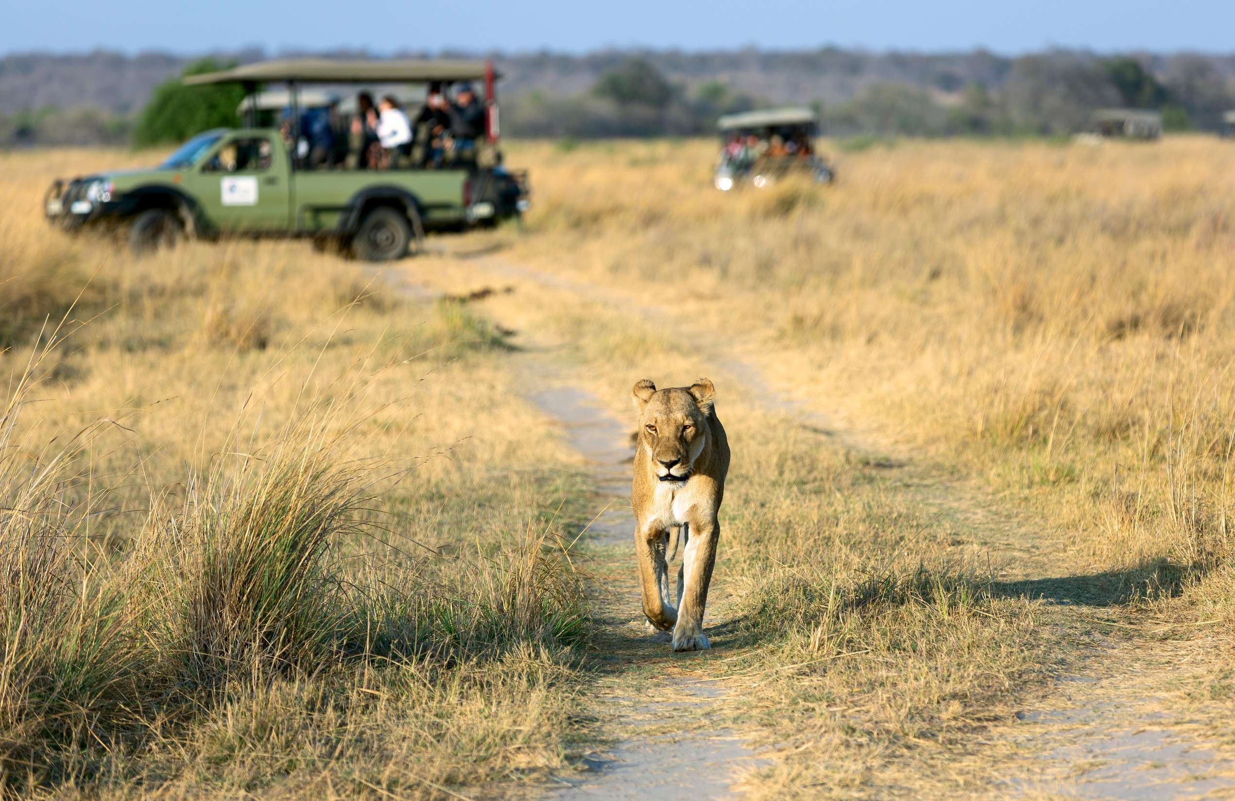 Lion walking near safari vehicles