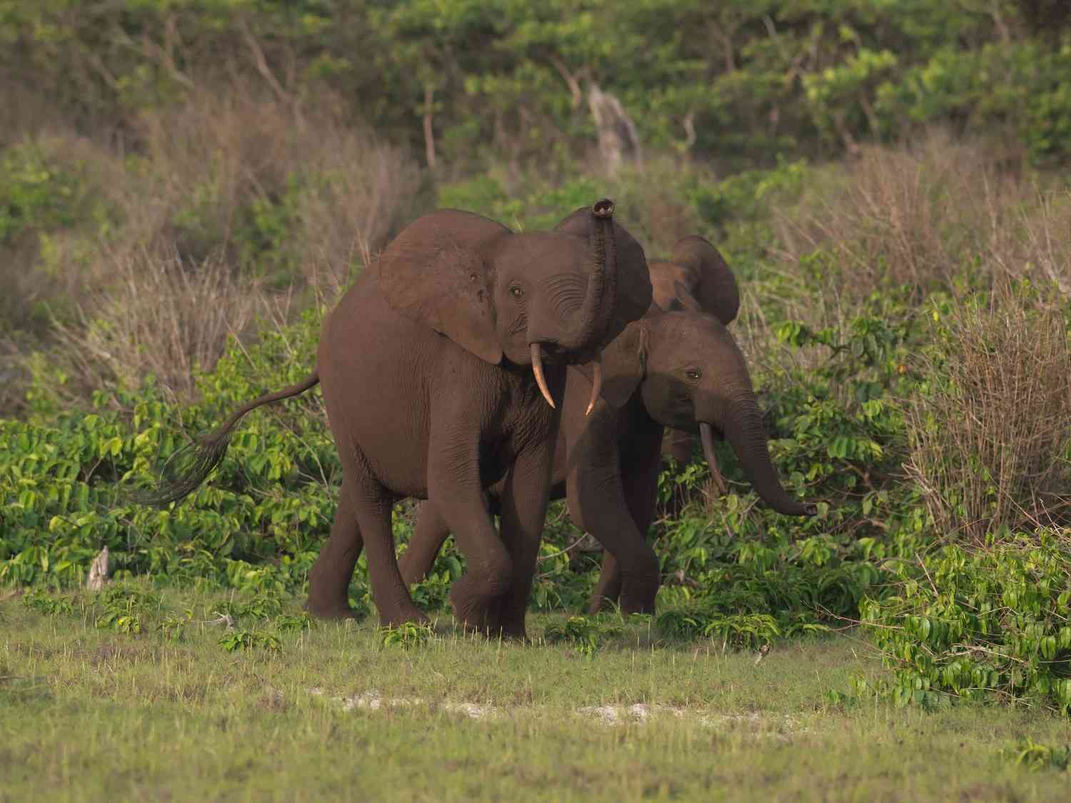 Loango National Park