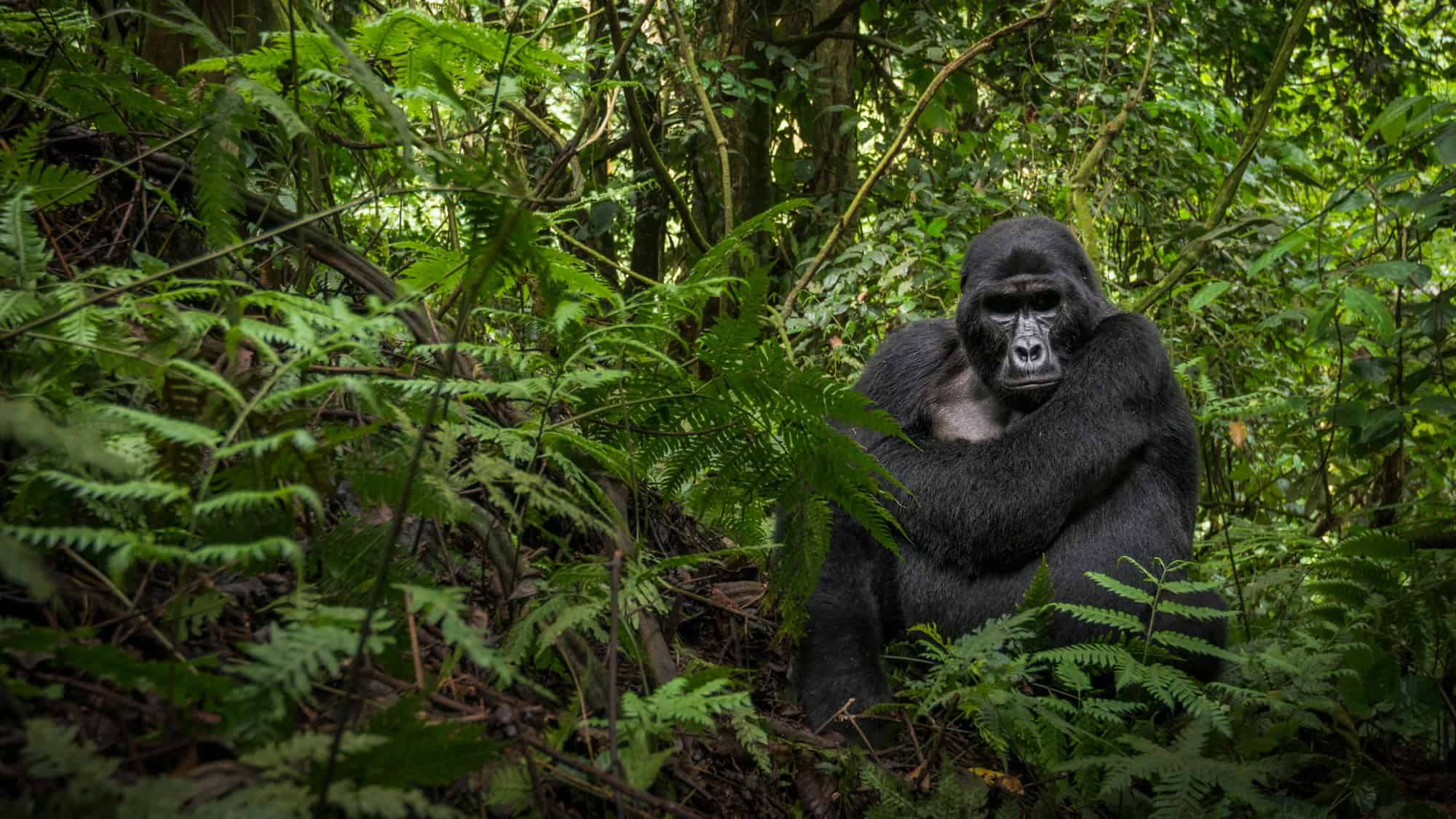 Lopé National Park