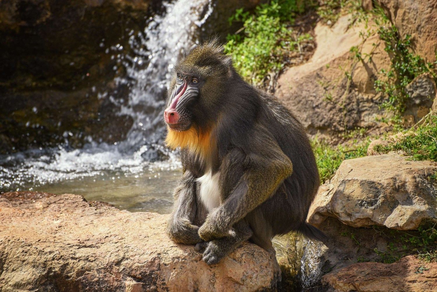Male Mandrill Monkey Resting Near A Waterfall