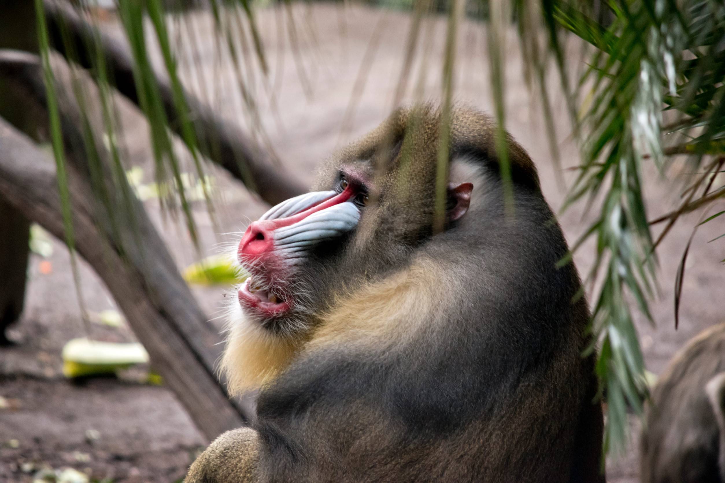 Mandrills Can Be Found In Lope National Park