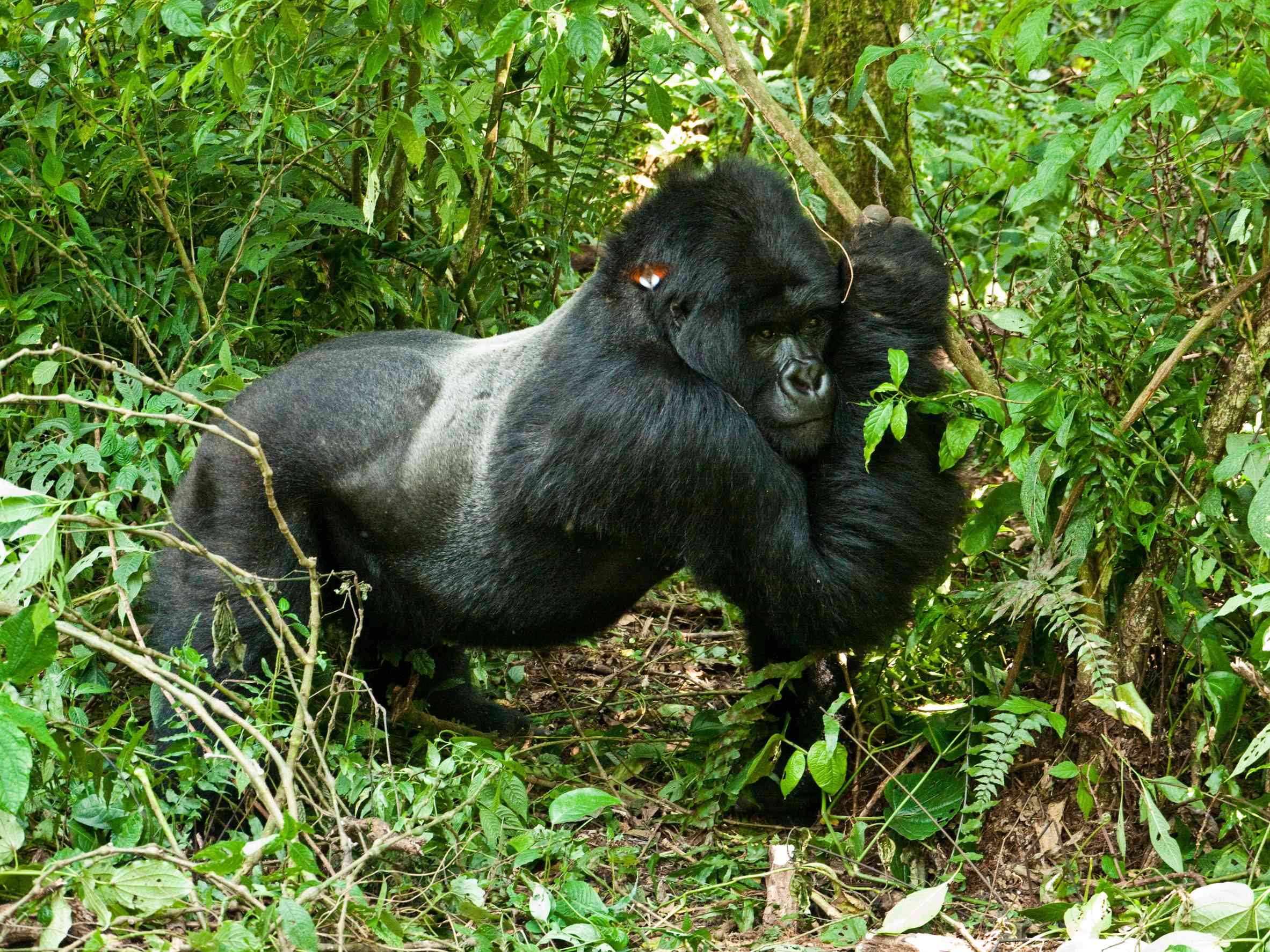 Silverback gorilla in dense forest
