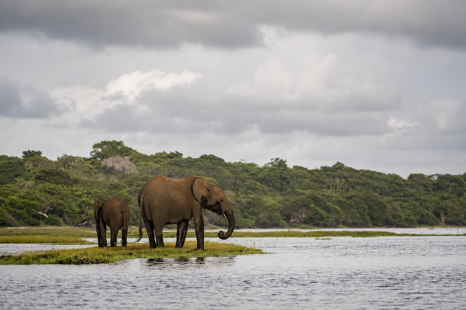 Some Elephants Are Having Some Water In Loango National Park