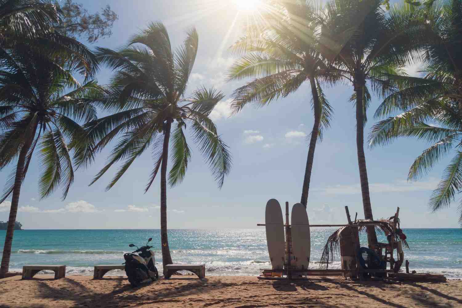 Surfboards Beside Trees On A Beach