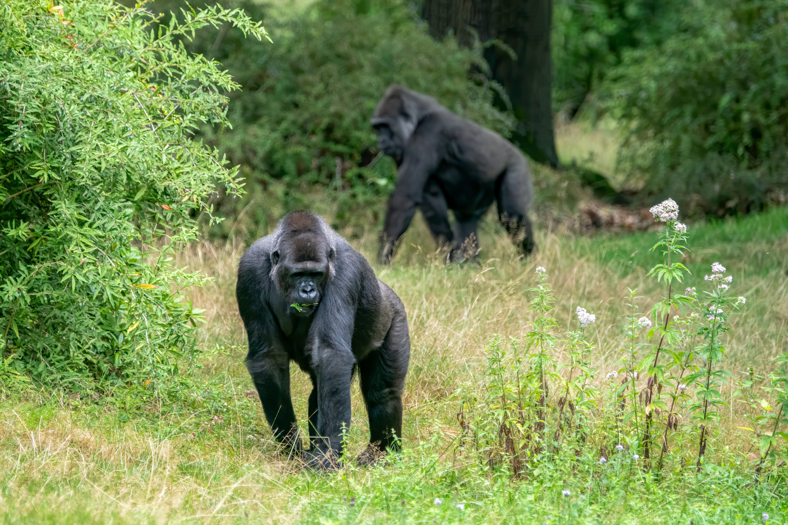 Two Western Lowland Gorillas Wandering