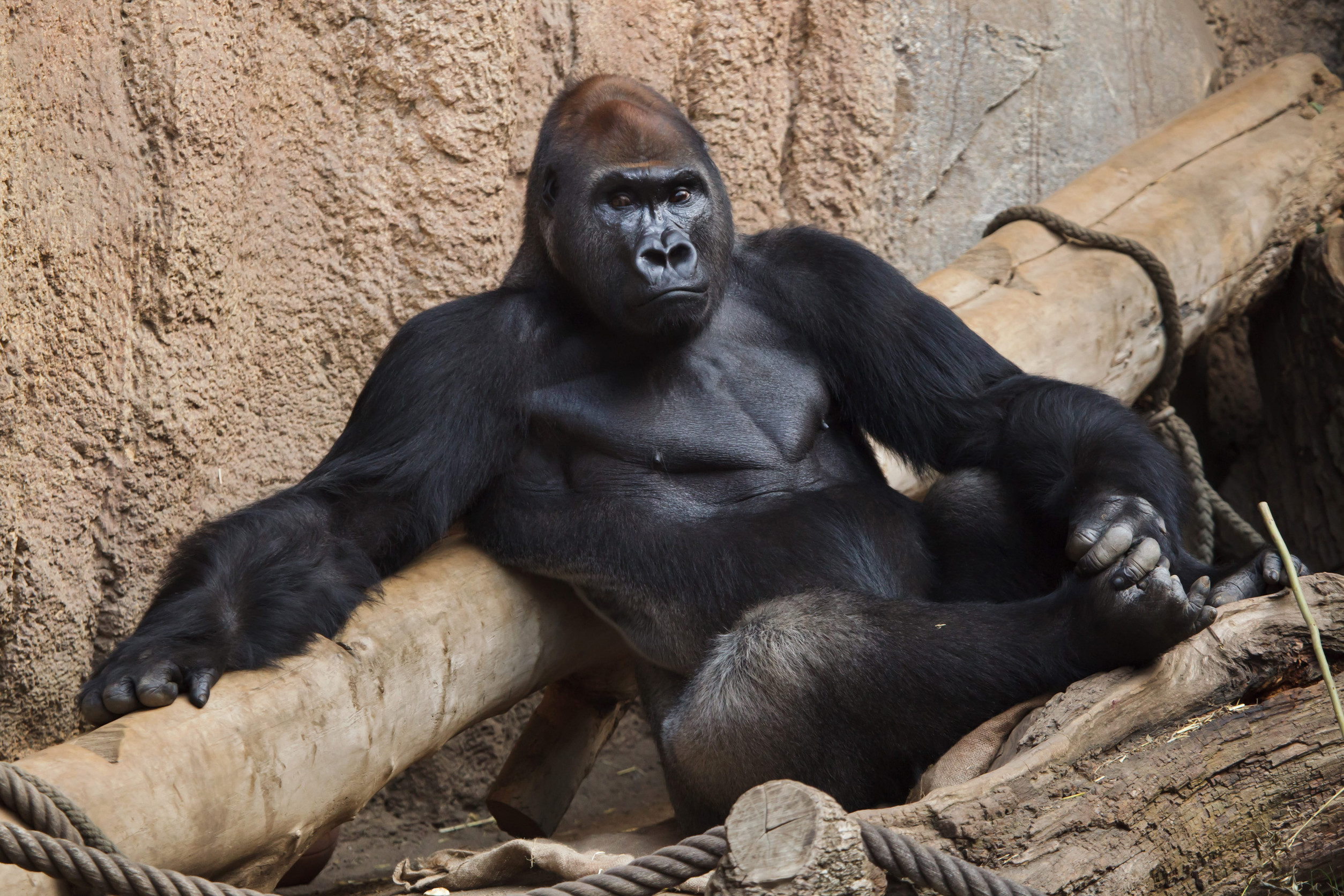 Western Lowland Gorilla Sitting Casually