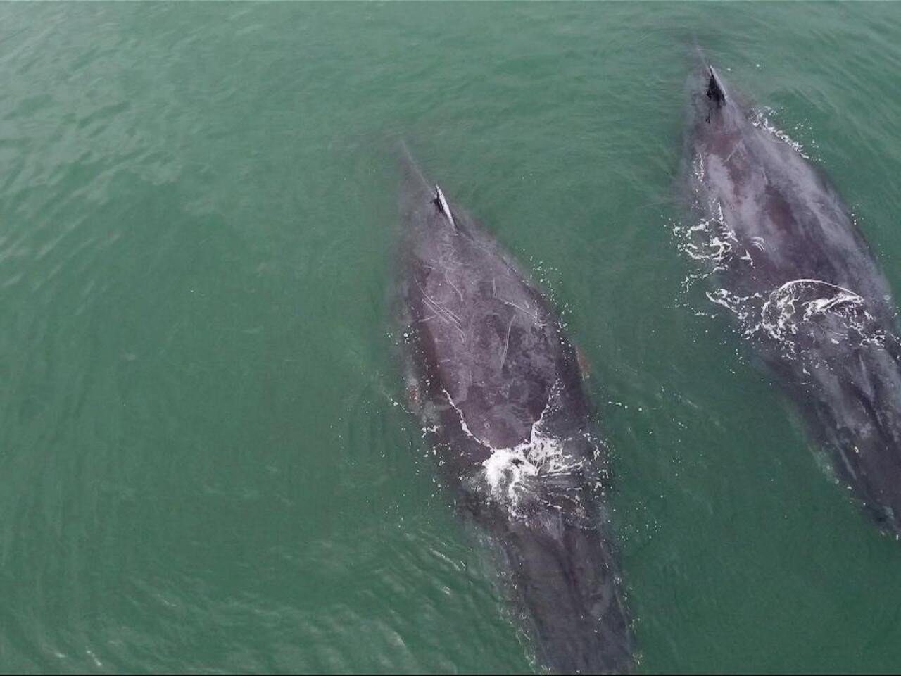 Whale Watching in Gabon