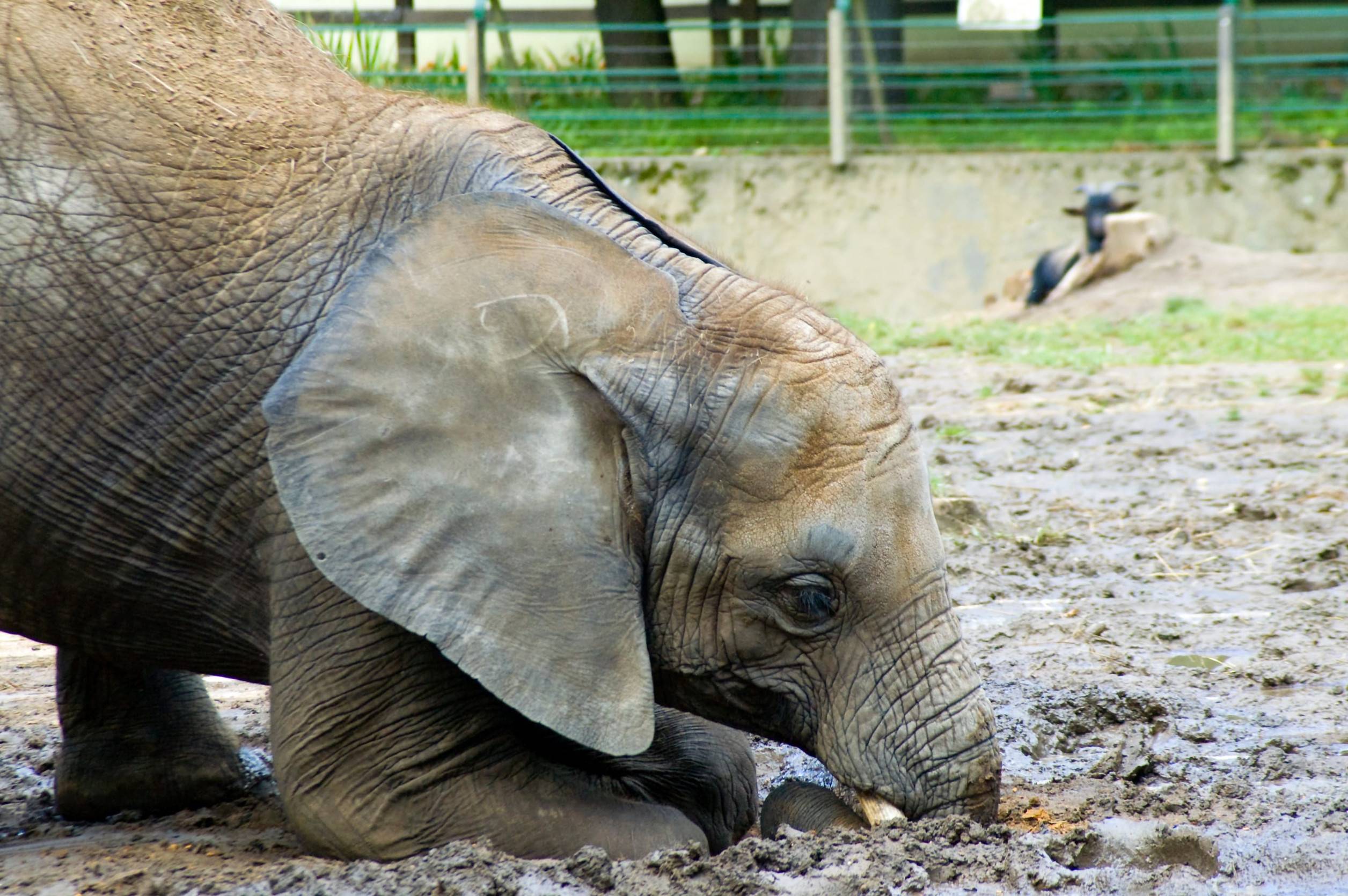 Young African Elephant Bull In The Wild