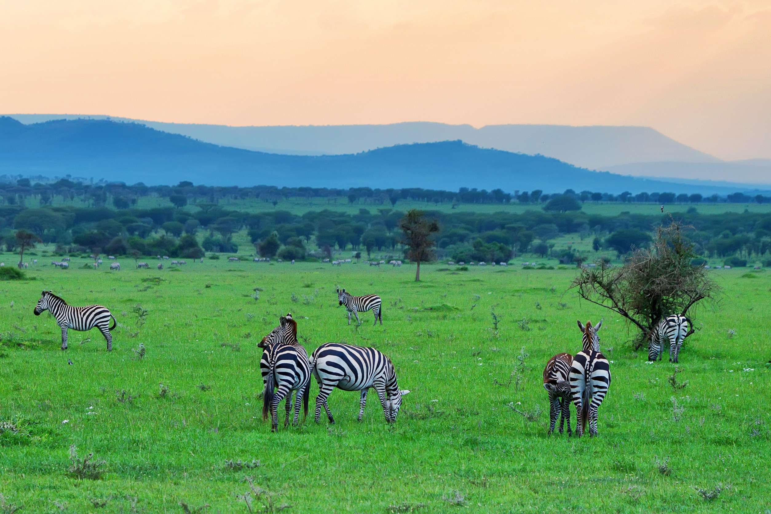 Zebras grazing on lush green savanna